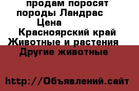 продам поросят породы Ландрас   › Цена ­ 3 500 - Красноярский край Животные и растения » Другие животные   